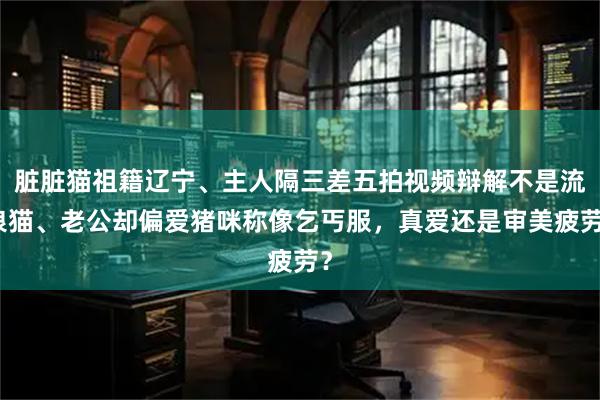 脏脏猫祖籍辽宁、主人隔三差五拍视频辩解不是流浪猫、老公却偏爱猪咪称像乞丐服，真爱还是审美疲劳？
